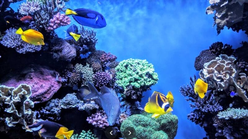 16 Largest Aquariums in the US [Update 2023]