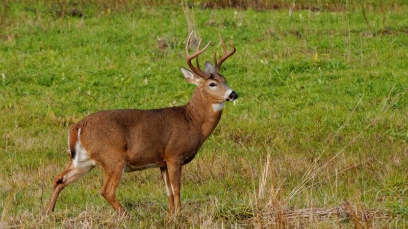 Top 10 Public Hunting Lands in Delaware [Update 2023]