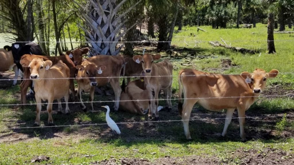 Keely Farms Dairy is one of the most Wonderful Dairy Farms in Florida 