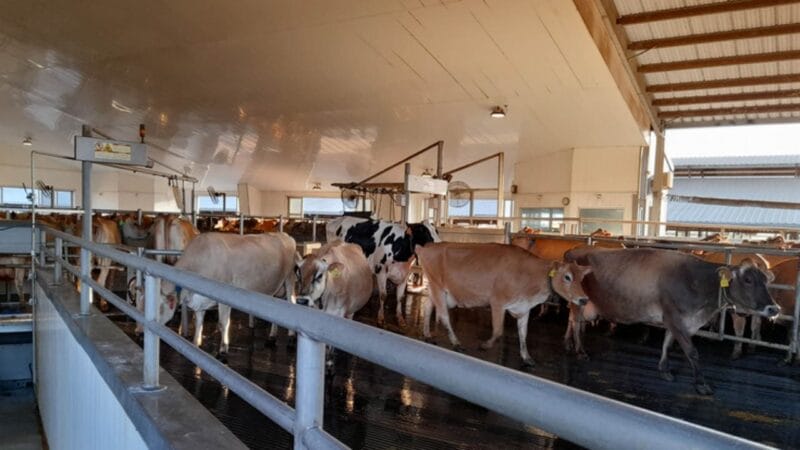 10 Wonderful Dairy Farms in California [Update 2023]