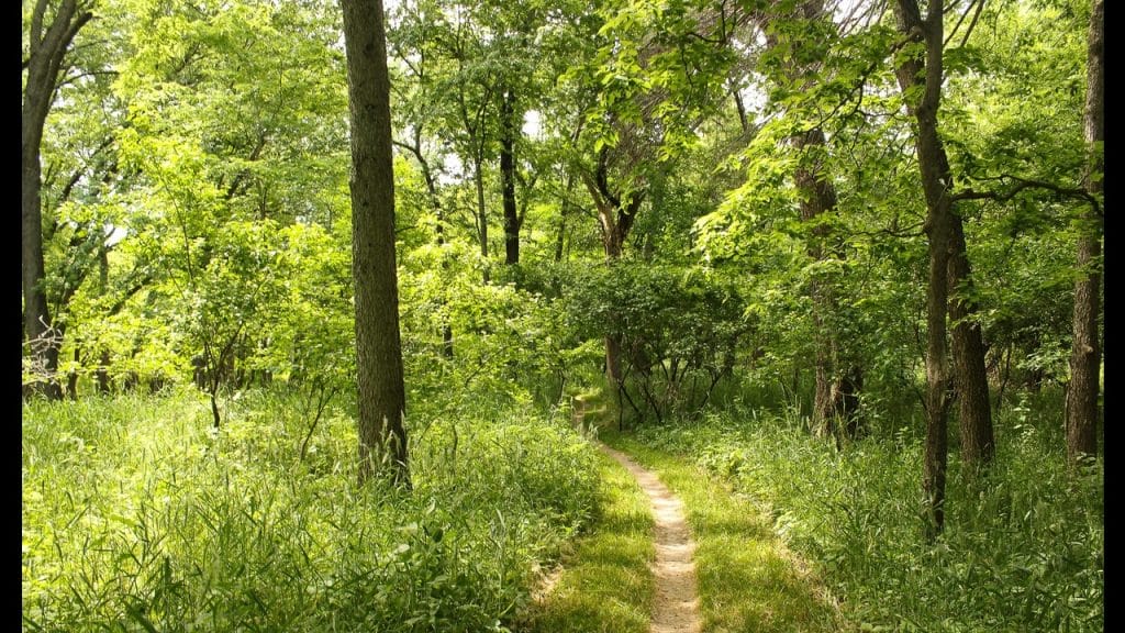 Sycamore Trails